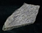 x Triceratops Head Shield Section - Montana #12906-2